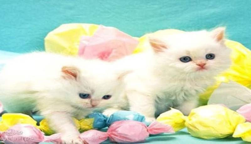 مرض يصيب القطط يسبب الإجهاض للسيدات الحوامل