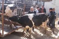 تلقيح أكثر من 98 ألف رأسا من البقر ضد الحمى القلاعية والكلب البقري في تيزي وزو