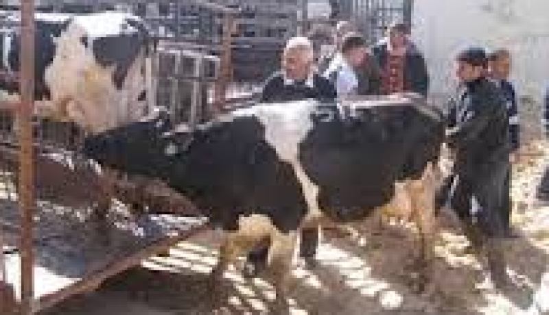 تلقيح أكثر من 98 ألف رأسا من البقر ضد الحمى القلاعية والكلب البقري في تيزي وزو