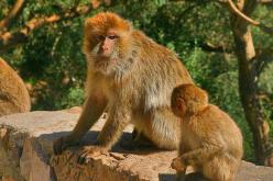 مجموعة من قردة الماغو تقتحم قرية أقويلال بالبويرة