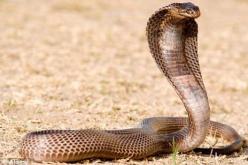 من لم يمت بالسم.. ترياق جديد لسم الأفاعي