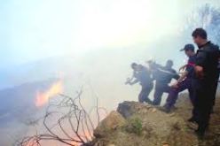 اتلاف أزيد من 180 هكتار من الغابات خلال هذه الصائفة بالطارف