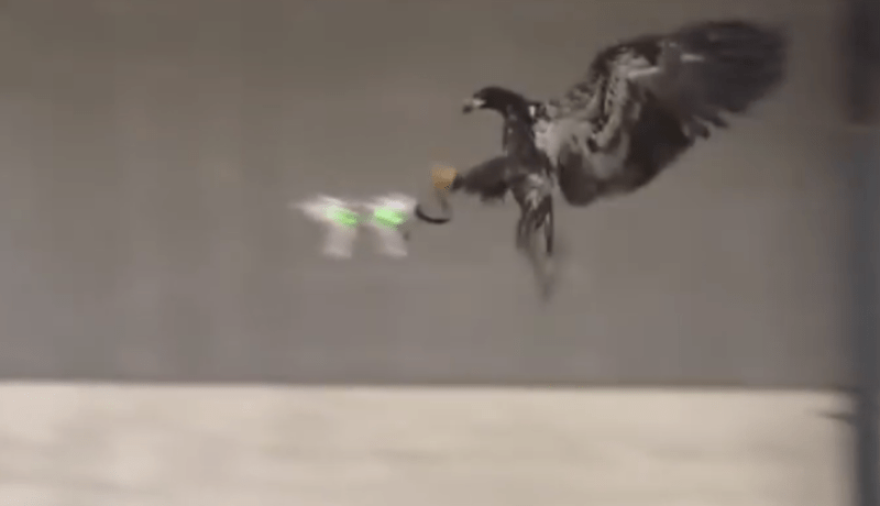 بالفيديو.. الشرطة الهولندية تستخدم النسور لمكافحة التهريب عبر طائرات درون