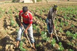 مليار دينار كتعويضات للفلاحين بسبب تقلبات جوية