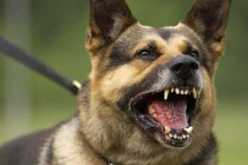 كلب مسعور يهاجم لجنة مسكن ويعضّ مير وادي العنب في عنابة