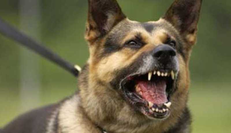 كلب مسعور يهاجم لجنة مسكن ويعضّ مير وادي العنب في عنابة