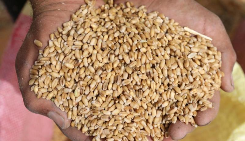 الدرك الوطني يحجز 40 قنطارا من القمح اللين في السبعين بتيارت