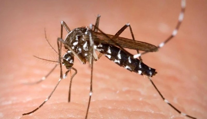 الدكتور بوبيدي: “ظهور البعوض النمر في 3 ولايات والحشرة غير ناقلة للوباء”