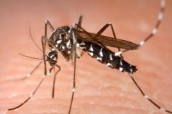 منظمة حماية المستهلك تدق ناقوس الخطر من لسعات بعوضة النمر