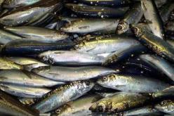 مشروع المسمكة النموذجية الهادفة لتنظيم السوق والقضاء على المضاربة في بومرداس