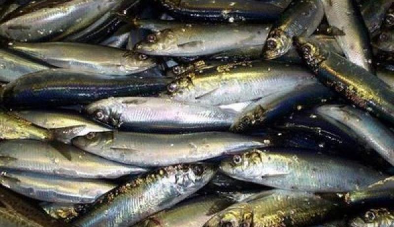 مشروع المسمكة النموذجية الهادفة لتنظيم السوق والقضاء على المضاربة في بومرداس