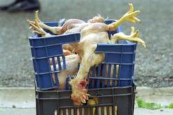 حجز كمية معتبر من اللحوم البيضاء الفاسدة في سطيف