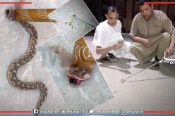 الأفاعي والعقارب تجتاح الأحياء السكنية بتاجموت في الأغواط