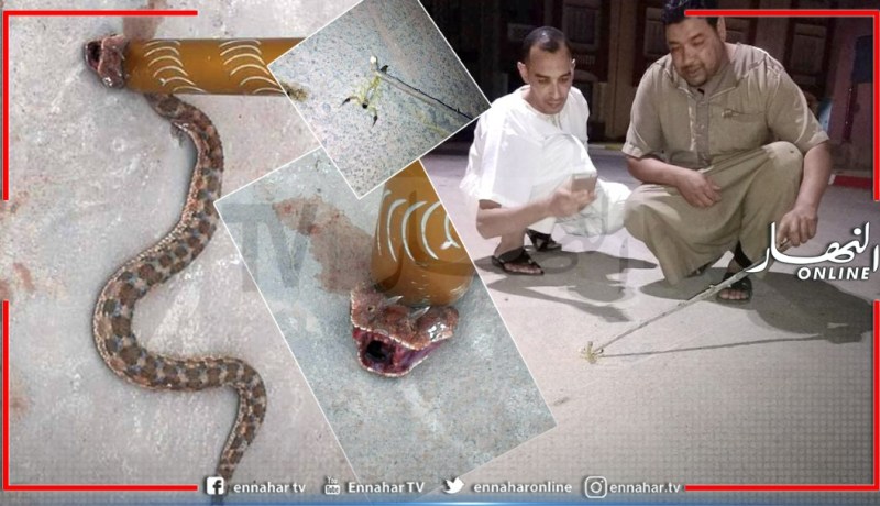 الأفاعي والعقارب تجتاح الأحياء السكنية بتاجموت في الأغواط