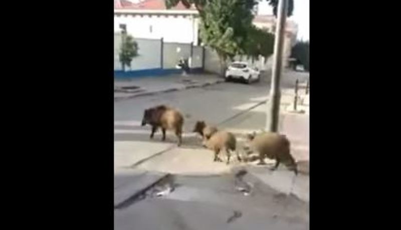 بالفيديو قطيع من الخنازير يتجوّلون في أنحاء دالي ابراهيم بالجزائر العاصمة