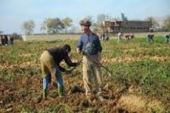 سلال يشدد على إنهاء عملية منح عقود الإمتياز للفلاحين قبل شهر جويلية