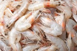 الصين تكتشف فيروس كورونا في عبوات جمبري مجمد!