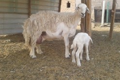 والي البويرة يؤكد عدم تسجيل أية حالة لمرض الحمى المالطية بالبويرة