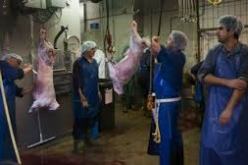 البياطرة يدعون إلى انخراط مربي المواشي لمحاصرة مرض الحمى القلاعية