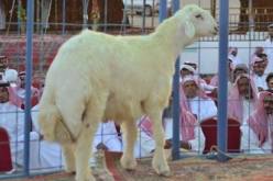 سعودي يشتري خروفا من سلالة نادرة بمليون ريال
