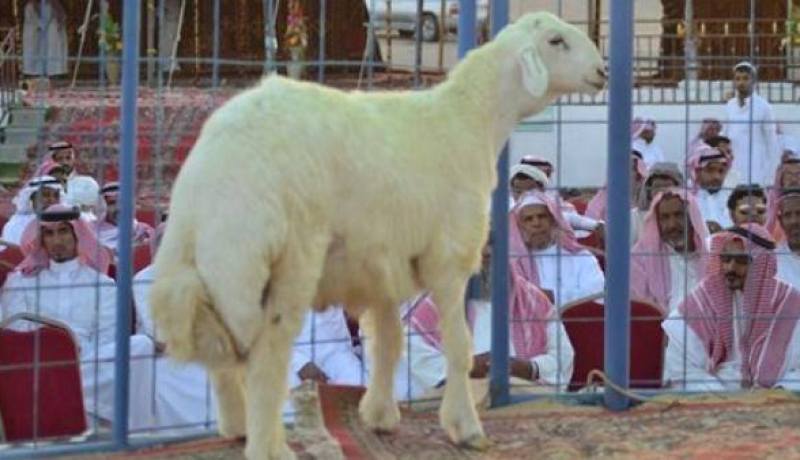 سعودي يشتري خروفا من سلالة نادرة بمليون ريال