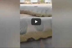 بالفيديو..  ثعبان ضخم يفاجئ عمال بالبرازيل