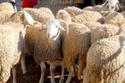 وضع حد لعصابة متكونة من 6 أفراد متورطة في سرقة قطعان الماشية بأدرار