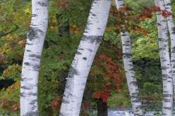 اكتشاف علاج للسرطان من لحاء شجر البتولا