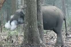 بالفيديو .. ” الفيل المدخن” الذي أثار حيرة المشاهدين