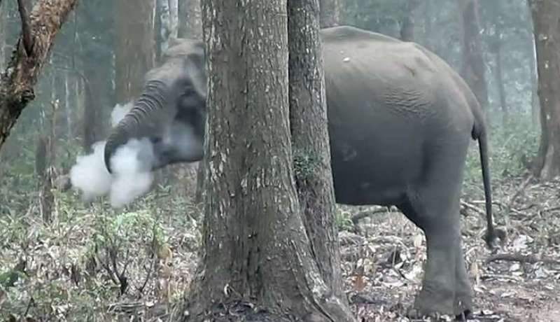 بالفيديو .. ” الفيل المدخن” الذي أثار حيرة المشاهدين