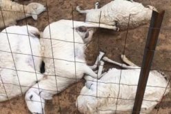 خنشلة.. نفوق أكثر من 40 رأسا من الغنم بسبب الطاعون