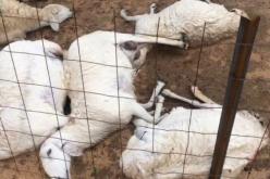 نفوق أكثر من 100 رأس ماشية بسبب الحمى القلاعية بوهران