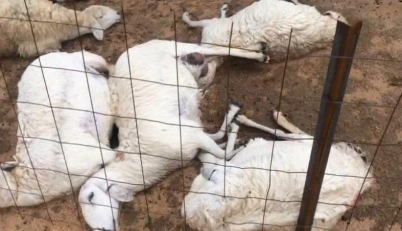 نفوق أكثر من 100 رأس ماشية بسبب الحمى القلاعية بوهران
