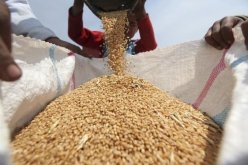 العثور على جثة خنزير داخل شحنة قمح ليّن مستورد من فرنسا!