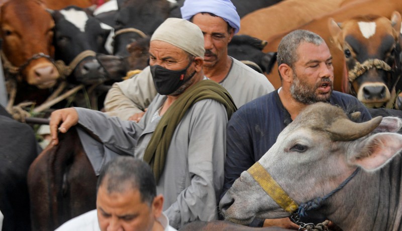 مصر.. لحوم الأضاحي والأغذية لا تنقل عدوى كورونا