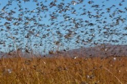 إنطلاق ورشة “الفاو” في وهران لمكافحة الجراد بمنطقة الساحل