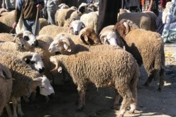 بالصور-بورصة الأضاحي.. جنون وفنون وديون!