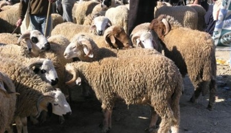 بالصور-بورصة الأضاحي.. جنون وفنون وديون!