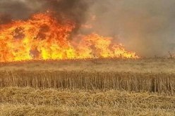 الجلفة: حريق يتلف مساحات كبيرة من القمح بقرية أولاد عمران بحاسي بحبح