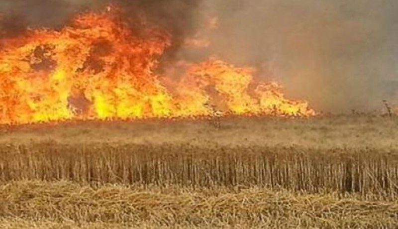الجلفة: حريق يتلف مساحات كبيرة من القمح بقرية أولاد عمران بحاسي بحبح