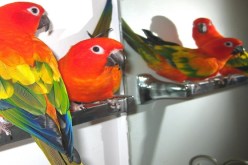 أستراليون يتبرّعون بـ 97 ألف في أسبوع لإنقاض ببغاء لهذا السّبب