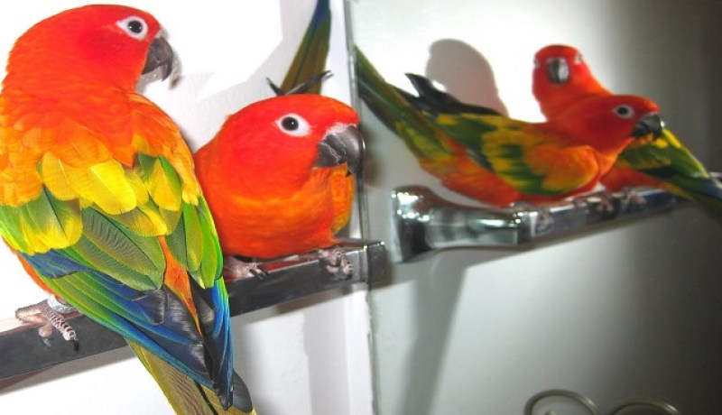 أستراليون يتبرّعون بـ 97 ألف في أسبوع لإنقاض ببغاء لهذا السّبب