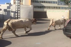 صورة بألف معنى