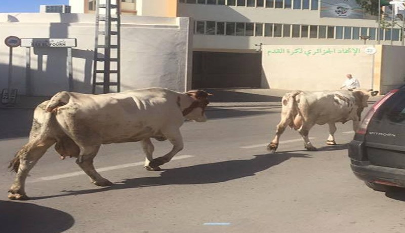صورة بألف معنى