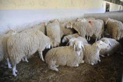 الفيدرالية الوطنية لمربي المواشي تؤكد وفرة الأضاحي بأسعار معقولة