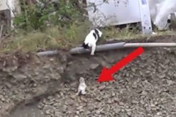 الفيديو الذي حصد مليون مشاهدة لقطة تنقذ ابنها