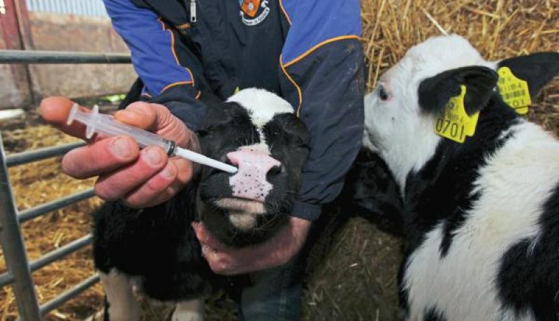 لقاحات ضد الحمى القلاعية من إنتاج جزائري