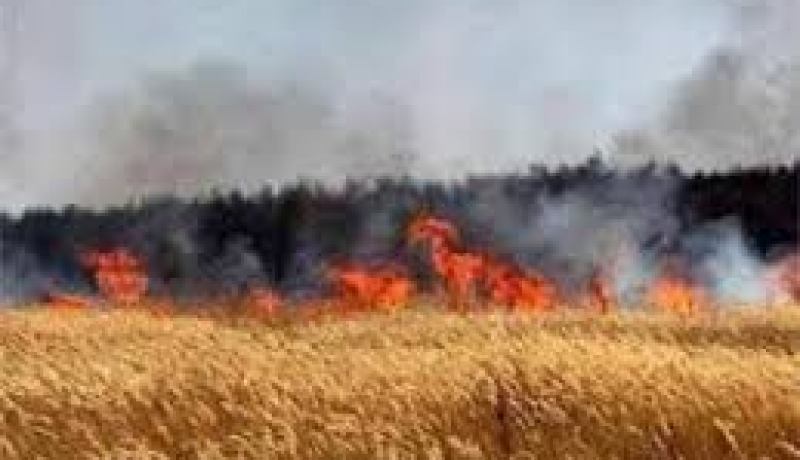 إتلاف 10 هكتارات بحصيدة لحبوب القمح الصلب ببغاي في خنشلة