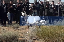 بالصور.. إطلاق 150 غزالا بالمحمية الجزائرية القطرية في البيض