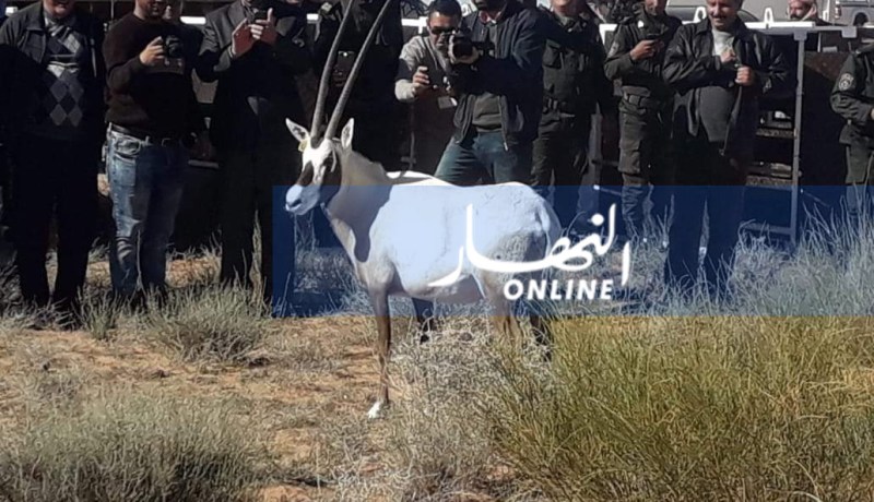 بالصور.. إطلاق 150 غزالا بالمحمية الجزائرية القطرية في البيض